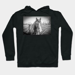 the horse Hoodie